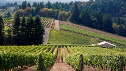 McLaren Vale vineyard with rows of grapevines stretching toward the hills in South Australia.